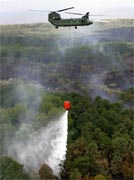 Chinook blust duinbrand